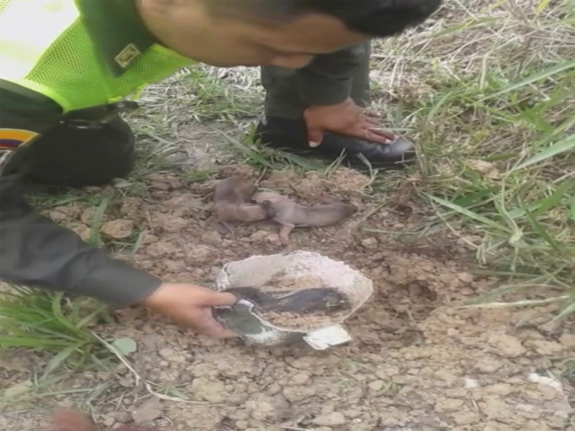 Los aullidos de los canes en una caja 