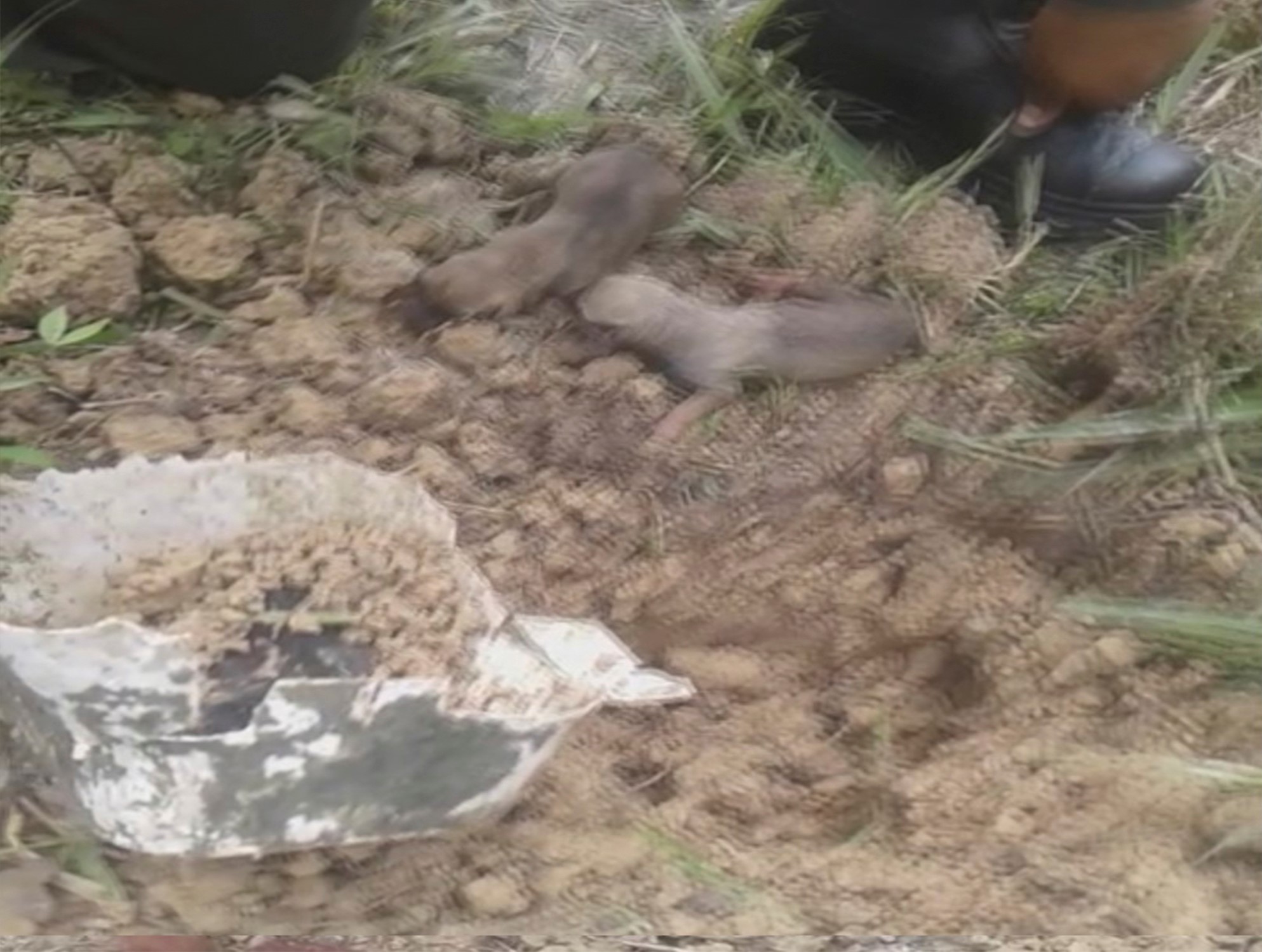 Los aullidos de los canes en una caja 