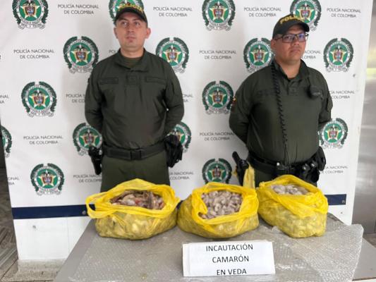 La Policía Nacional en Buenaventura reporta un éxito en su esfuerzo por hacer cumplir los decretos de veda de pesca de camarón. La Policía Nacional en Buenaventura reporta un éxito en su esfuerzo por hacer cumplir los decretos de veda de pesca de camarón.