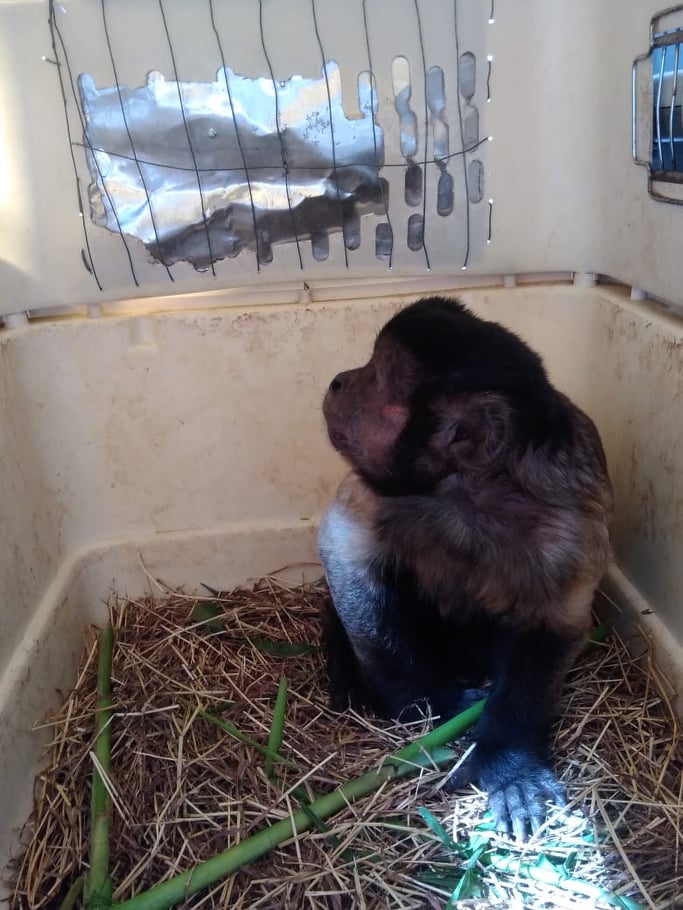 listo para su liberación  pimate_a_punto_de_ser_liberado