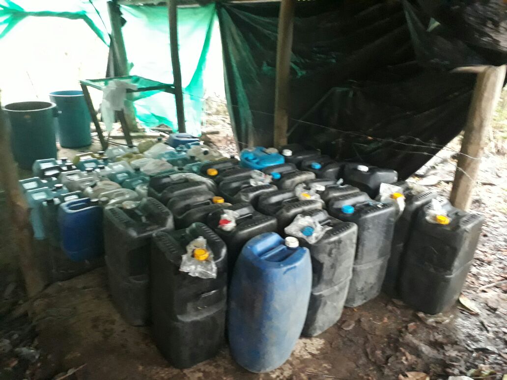 Pimpinas con químicos-Lucha frontal contra el narcotráfico en Boyacá Pimpinas con químicos