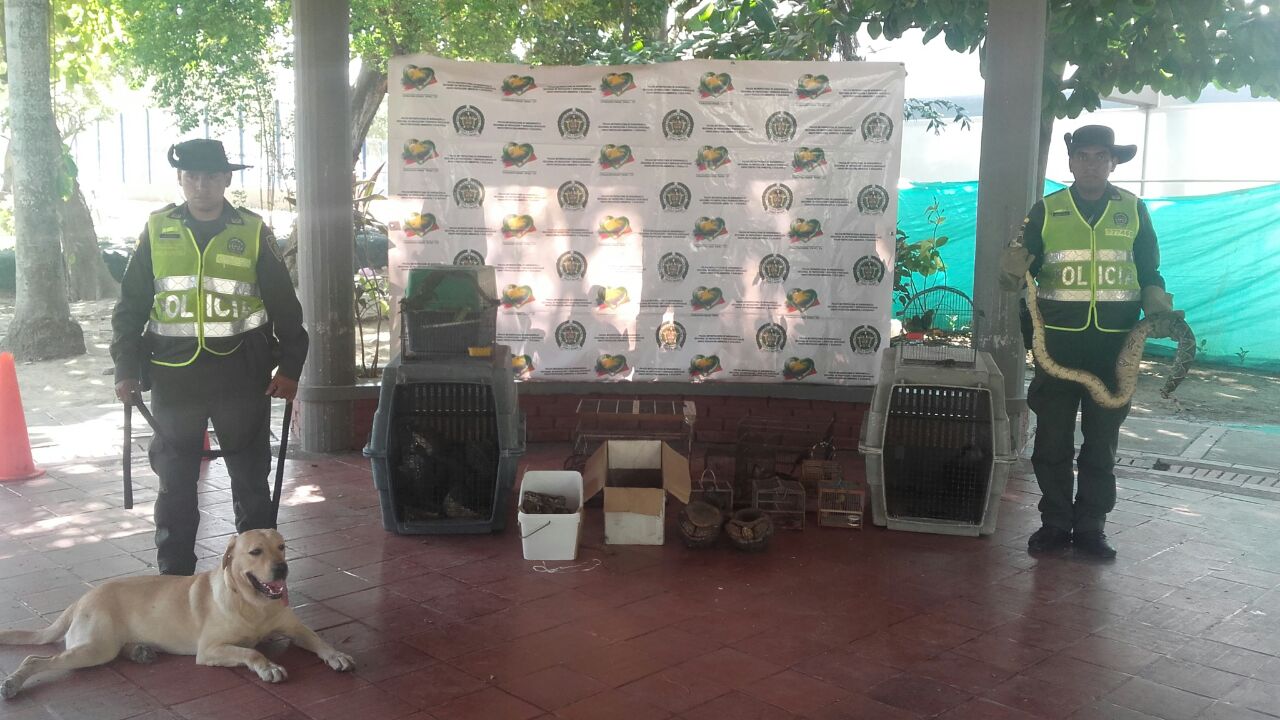 La biodiversidad colombiana también es una de las prioridades para nuestros policías.  Policía ambiental y ecológica incauta 73 ejemplares de fauna silvestre con el fin de protegerla