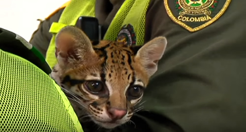 policia-colombia-ciencia-combatira-trafico-especies