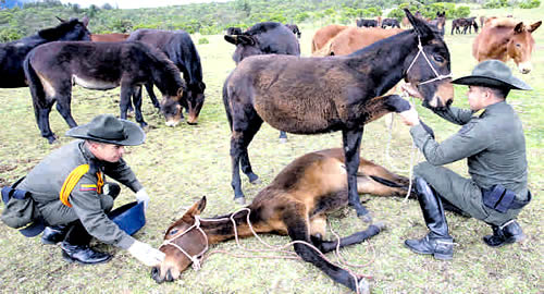 policia-colombia-criadero-mulas-posconflicto