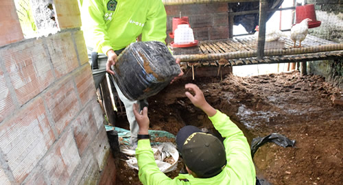 No pretendían empollar, ocultaban más de mil kilos de marihuana No pretendían empollar, ocultaban más de mil kilos de marihuana
