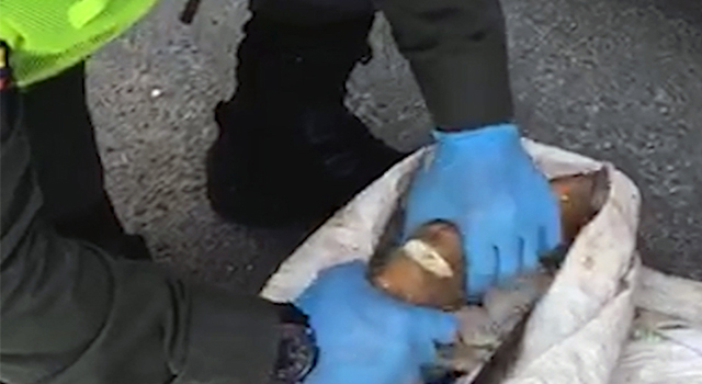 En-el-Meta-la-Policía Nacional-descubre-‘narcoyuca’