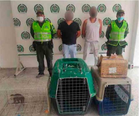 Policía Nacional rescata a 1200 tortuguillos y 4 Micos policia-magdalena-medio-capturados-faunasilvestre