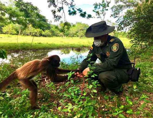 Policía Nacional rescata a un mono araña o marimonda de la magdalena policia-magdalena-medio-recuperado-mono
