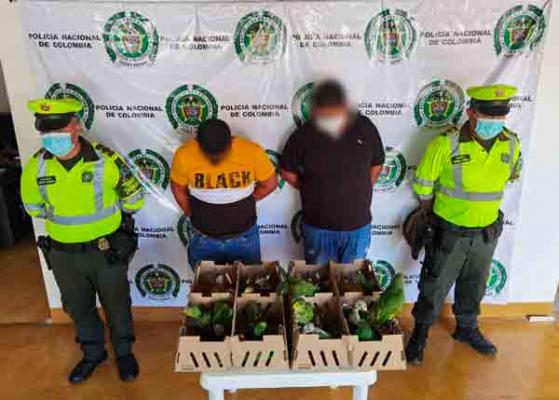 Policía Nacional recupera 30 aves y captura a dos sujetos por el delito de aprovechamiento ilícito de los recursos naturales policia-madgalena-medio-aves-setra