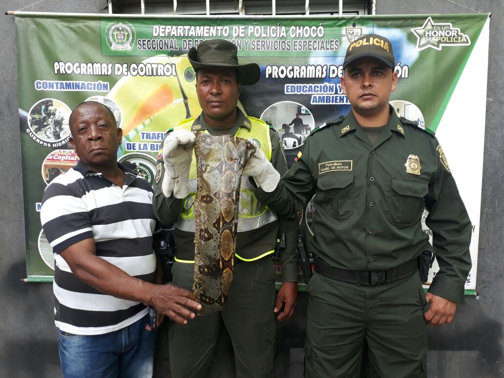Policía  de Protección Ambiental, incauta piel de serpiente en zona céntrica de Quibdó Policía-de-Protección-Ambiental-incauta-piel-de-serpiente-en-zona-céntrica-de-Qibdó