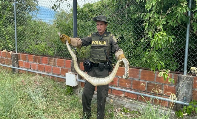 Policía Nacional realiza la aprehensión de una serpiente