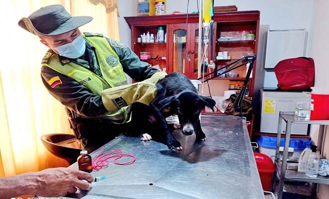 Policía rescató canino maltratado en el barrio reposo de Quibdó Policía rescató canino maltratado en el barrio reposo de Quibdó