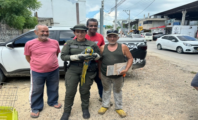 Entrega voluntaria de un ave silvestre Entrega voluntaria de un ave silvestre