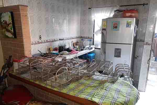 Invitamos a denunciar cualquier hecho que pueda poner en riesgo la fauna y flora de nuestro país a la línea única de emergencias 123