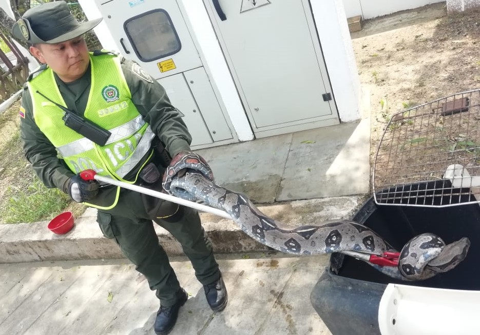Oportuno llamado de la comunidad permitió protección de la integridad y la vida proteccion-fauna-silvestre-boa-en-florencia