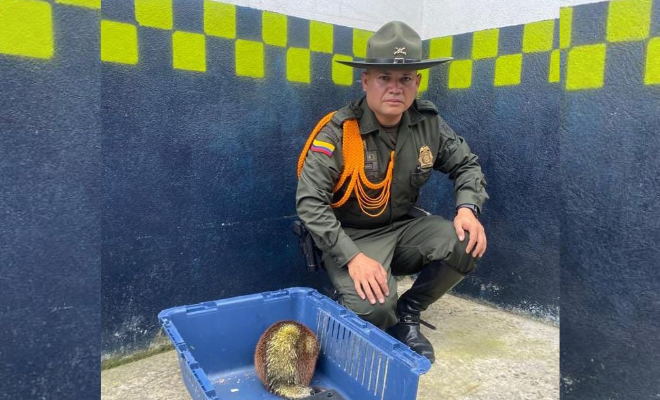 gracias al llamado oportuno de loa ciudadanía se rescato a un puercoespín 