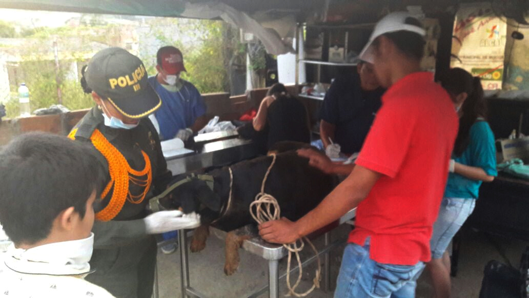 MOCOA-PUTUMAYO-POLICIA NACIONAL-Avanzamos con la esperanza y el fervor de un nuevo comienzo, ayudamos a los animales heridos y abandonados