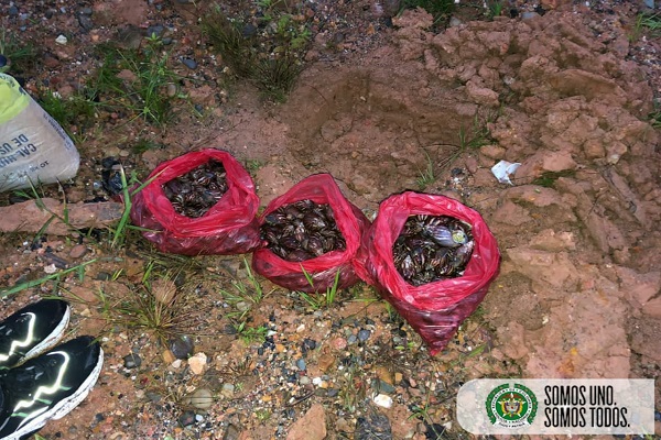 Recolectamos 40 kilos de caracol gigante en un barrio de Quibdó Recolectamos-40-kilos-de-caracol-gigante-en-un-barrio-de-Quibdó