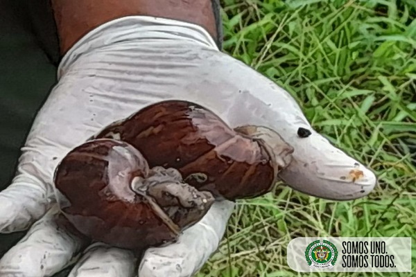 Recolectamos 40 kilos de caracol gigante en un barrio de Quibdó Recolectamos-40-kilos-de-caracol-gigante-en-un-barrio-de-Quibdó