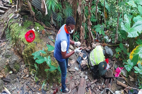 Recolectamos 42 kilos de caracol gigante Africano Recolectamos-42-kilos-de-caracol-gigante-Africano