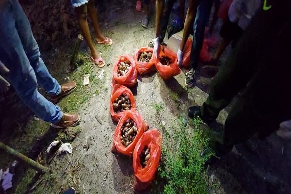 Recolectamos 42 kilos de caracol gigante Africano Recolectamos-42-kilos-de-caracol-gigante-Africano
