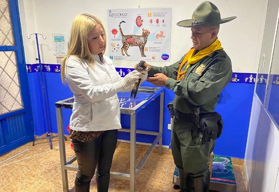 Rescate de animales silvestres Acciones ambientales en pro del bienestar animal.