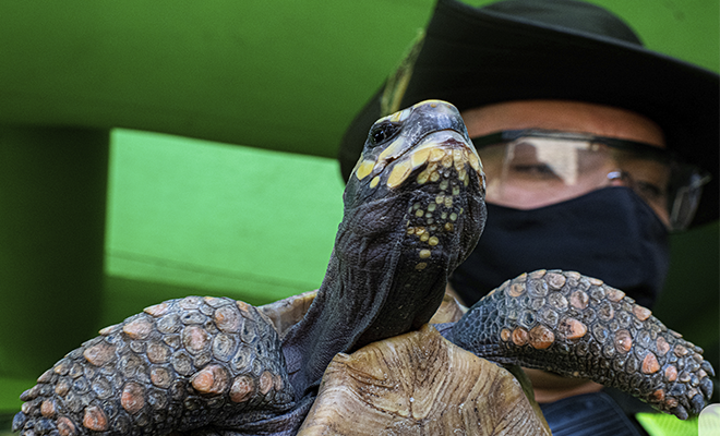 Policía recuperando tortuga