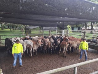 Fortalecemos la seguridad en el campo recuperamos-semovientes-en-caqueta