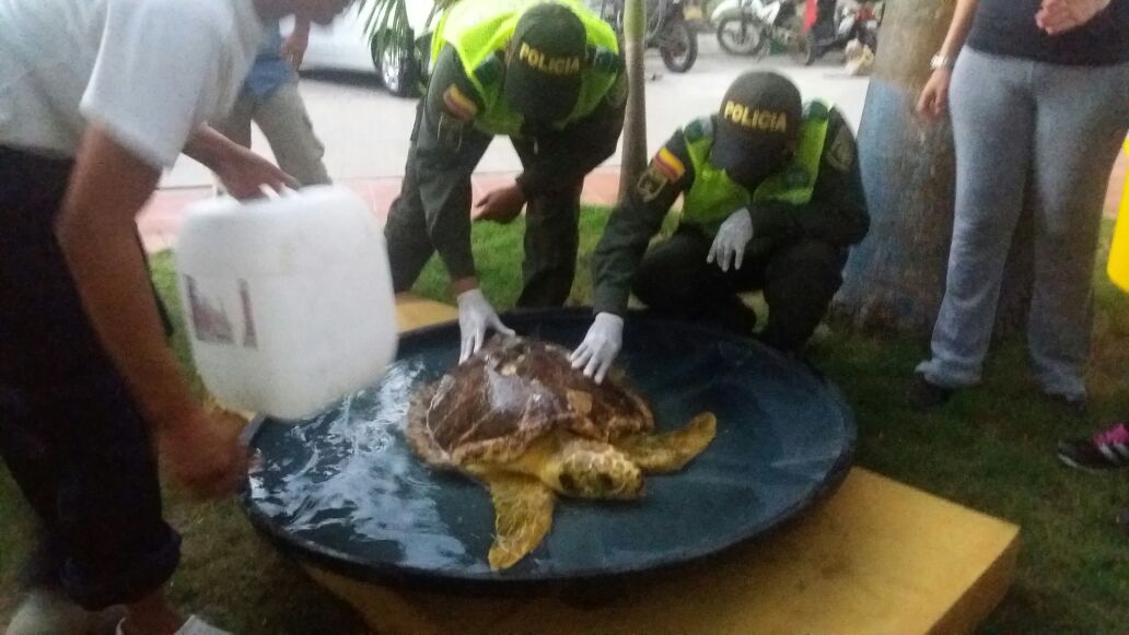 Recuperación-tortuga-caguama Tortuga-caguama