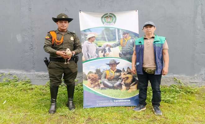 Rescatan una gaviota que se encontraba en peligro en el municipio de Tumaco 