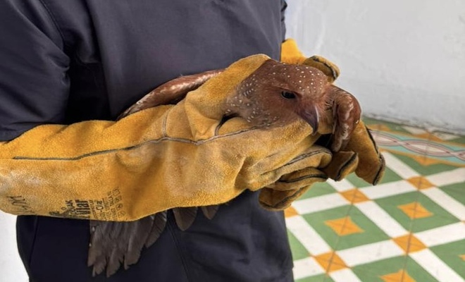 Acción conjunta permite recuperar un guácharo y proteger la biodiversidad de Nariño