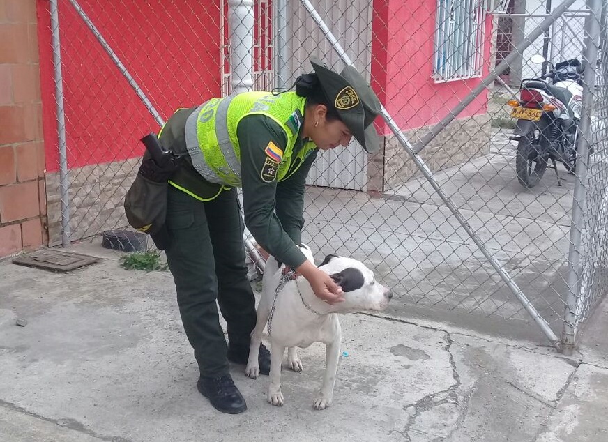 valle-del-cauca-rescate-canino