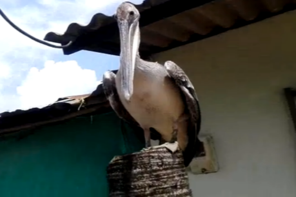 rescate-pelicano rescate-pelicano