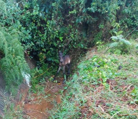 Rescate-de-potro-en-La-Cumbre Caballo-rescatado-por-la-Policía