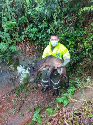 Caballo-rescatado-por-la-Policía
