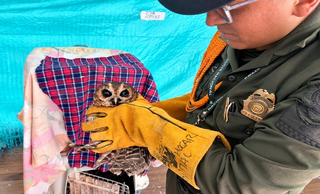Policía de carabineros rescata especie de fauna silvestre de nombre búho