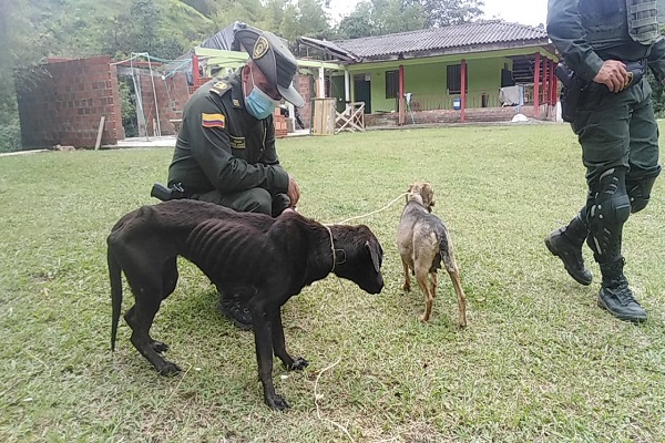 Uno de ellos en estado de Gestación  Rescate de caninos en estado de abandono