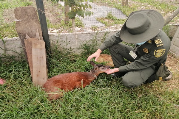 el animal fue trasladado para valoración veterinaria  información de la comunidad permitió el rescate del venado