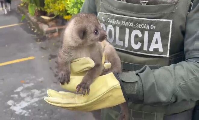 La oportuna información de la comunidad permitió la recuperación del animal, que quedó bajo custodia de la autoridad ambiental para su valoración y eventual regreso a su hábitat natural.