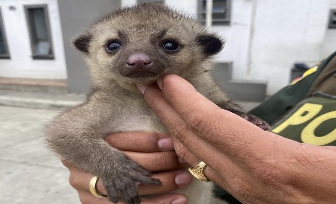 Recuperado un ejemplar de fauna silvestre durante operativo de protección ambiental