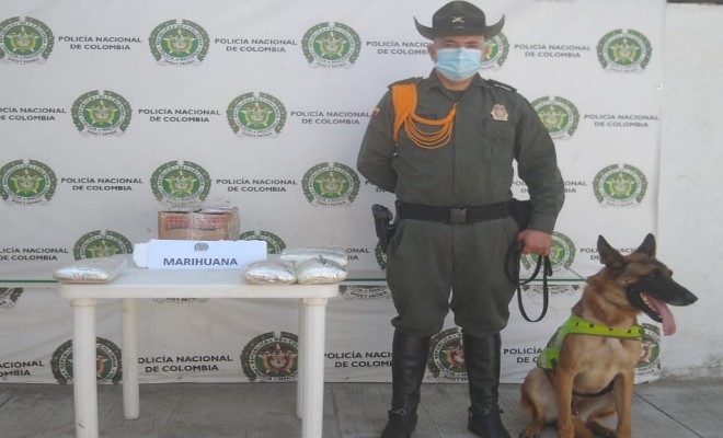 Rex-antidrogas canino.antidrogas