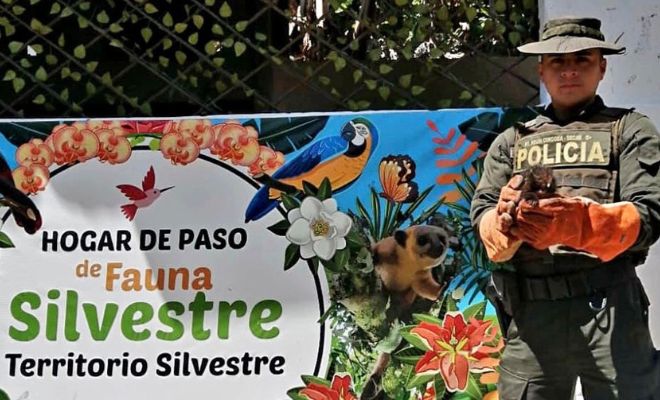 rápida y efectiva respuesta a una llamada verde se logra rescatar un puerco espín en Catambuco