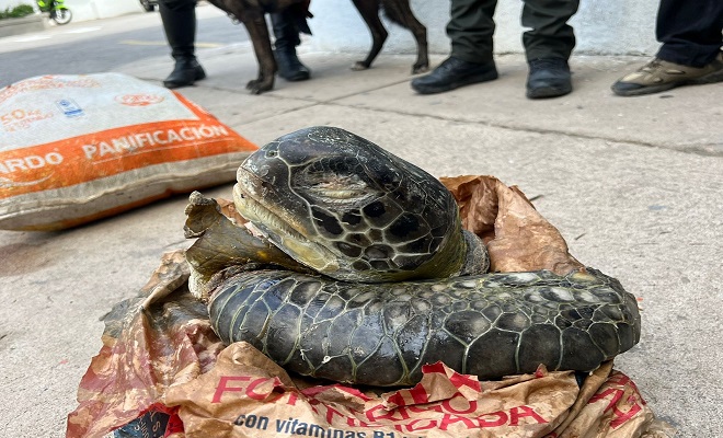 Partes-de-tortugas