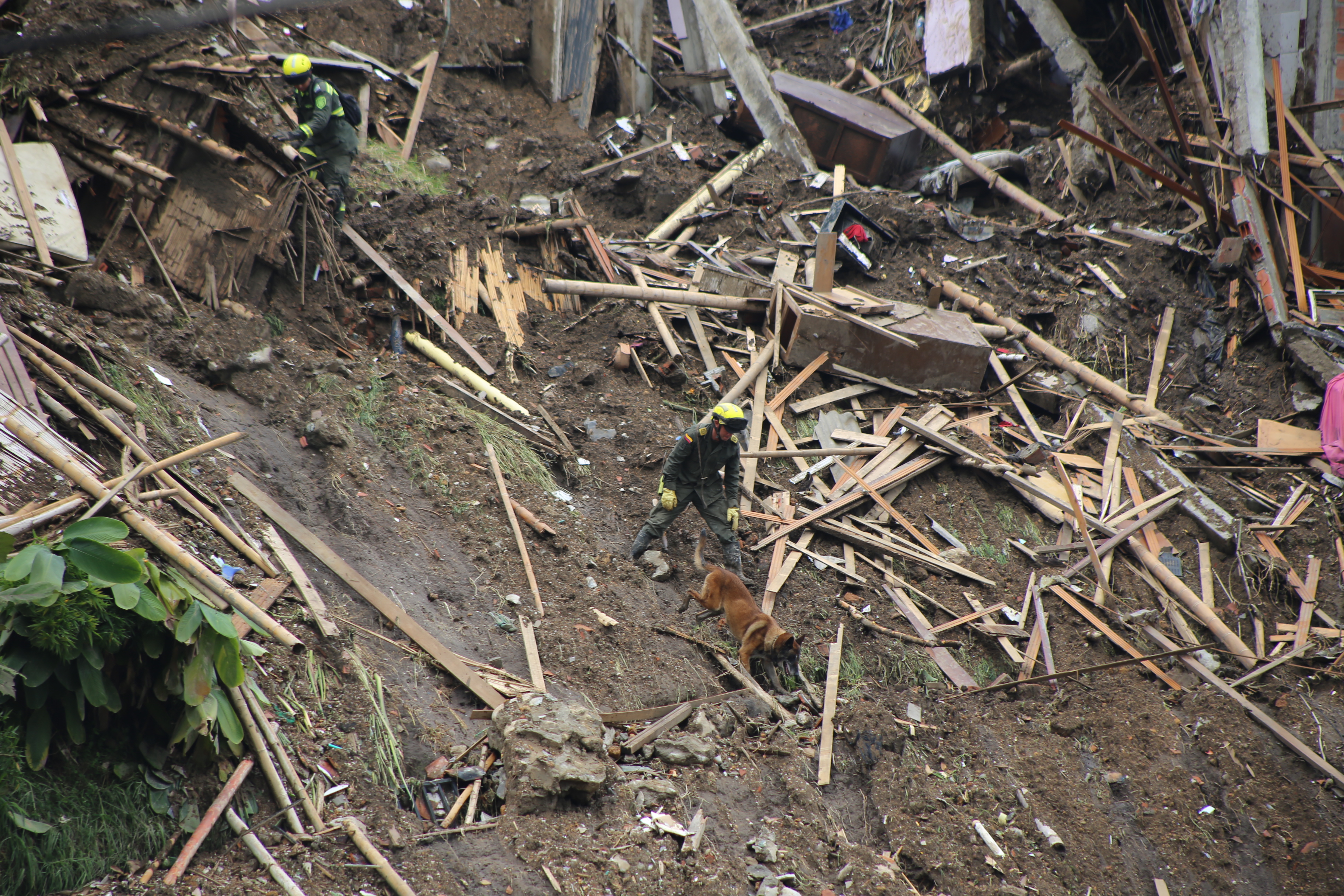 Tomy y su guía buscando cuerpos en la zona de deslizamiento en Manizales  Tomy y su guía buscando cuerpos en la zona de deslizamiento en Manizales