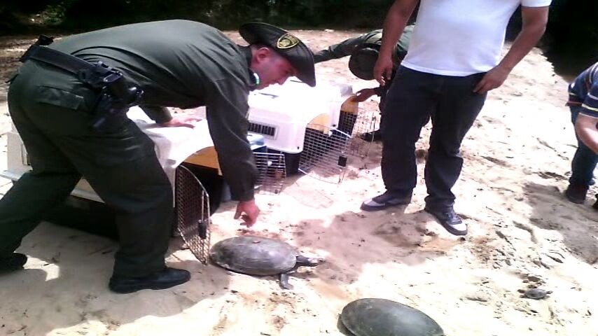 Comunidad y Policía Nacional permiten a especies llegar a su habitad natural