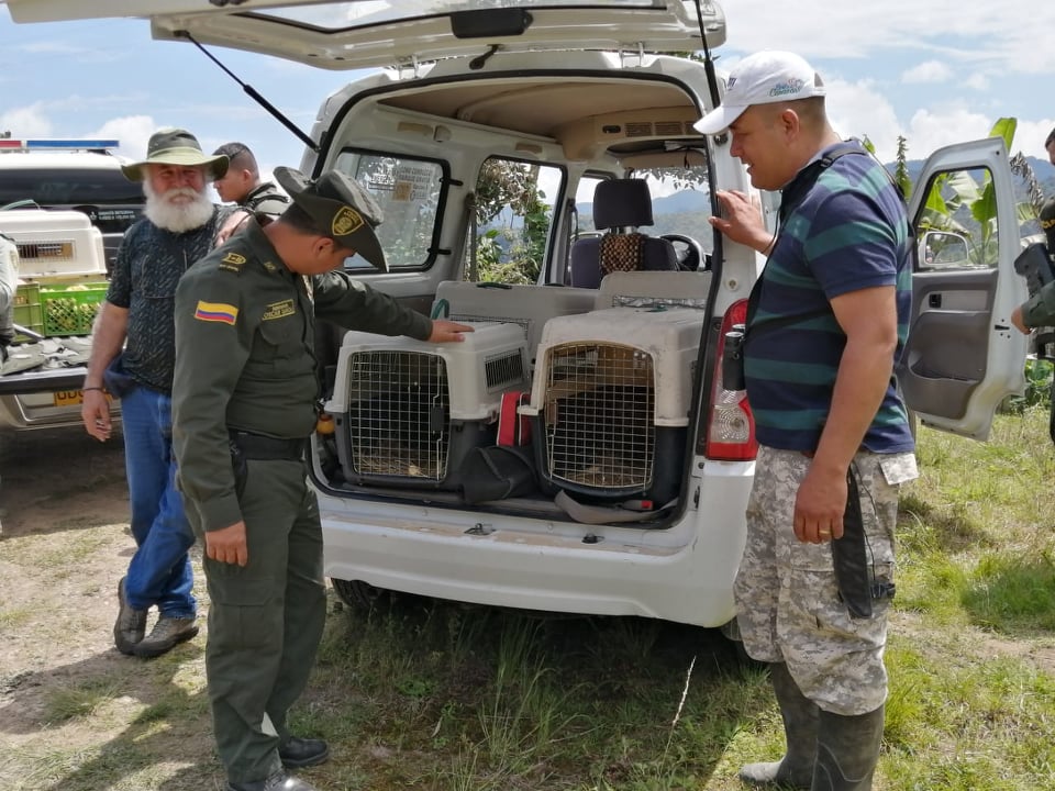 los guacales debían estar asegurados   transporte_en_los_vehiculos_de_los_monos_hasta_el_sitio