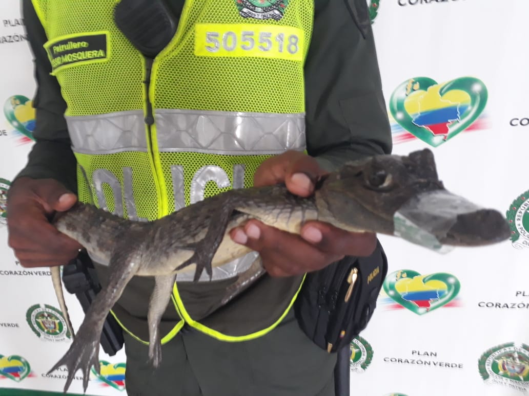 En acciones de protección a la fauna silvestre valle-del-cauca-recuperamos-babilla-en-buenaventura