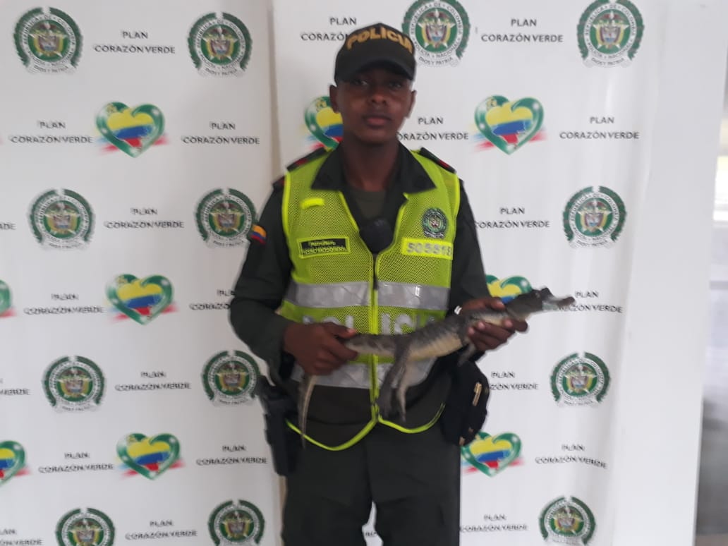 En acciones de protección a la fauna silvestre En acciones de protección a la fauna silvestre2