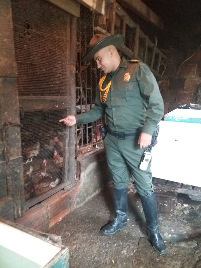 Matadero clandestino de aves fue clausurado por la Policía Nacional