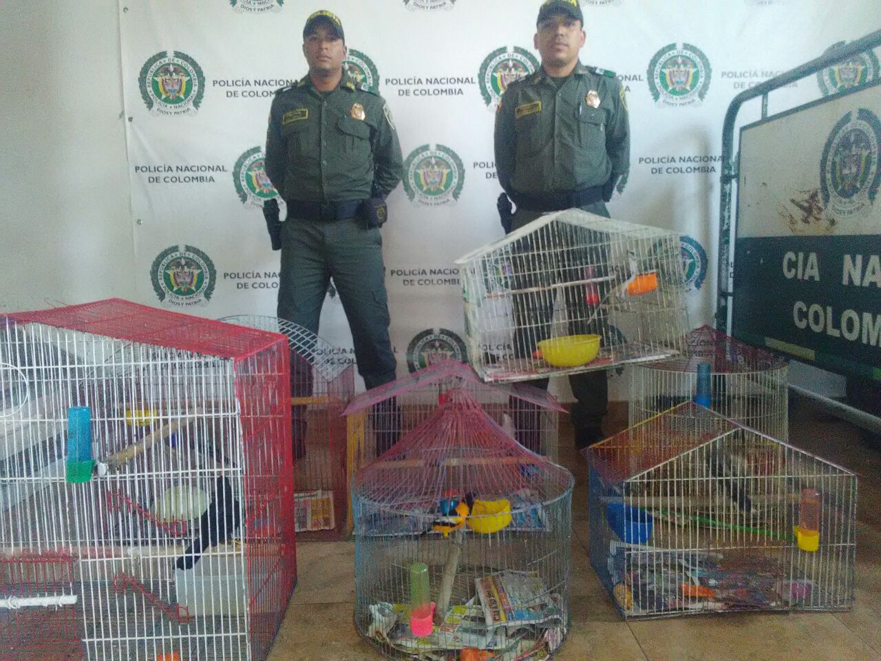 tienen un avaluo ecológico de más de 34 millones de pesos  incautadas aves en cautiverio